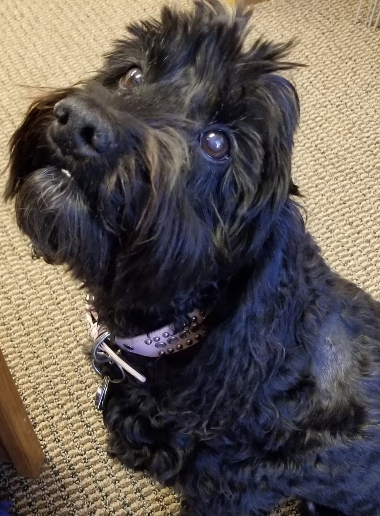 A cute dog wearing a pink collar looking at the camera